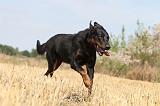 BEAUCERON 207